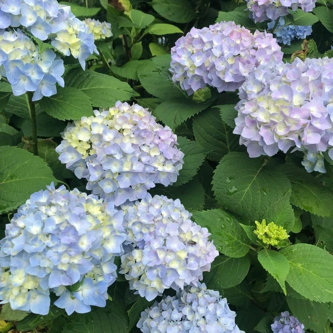 Close-up of blue Nikko Blue bigleaf hydrangea mophead flowers with green leaves