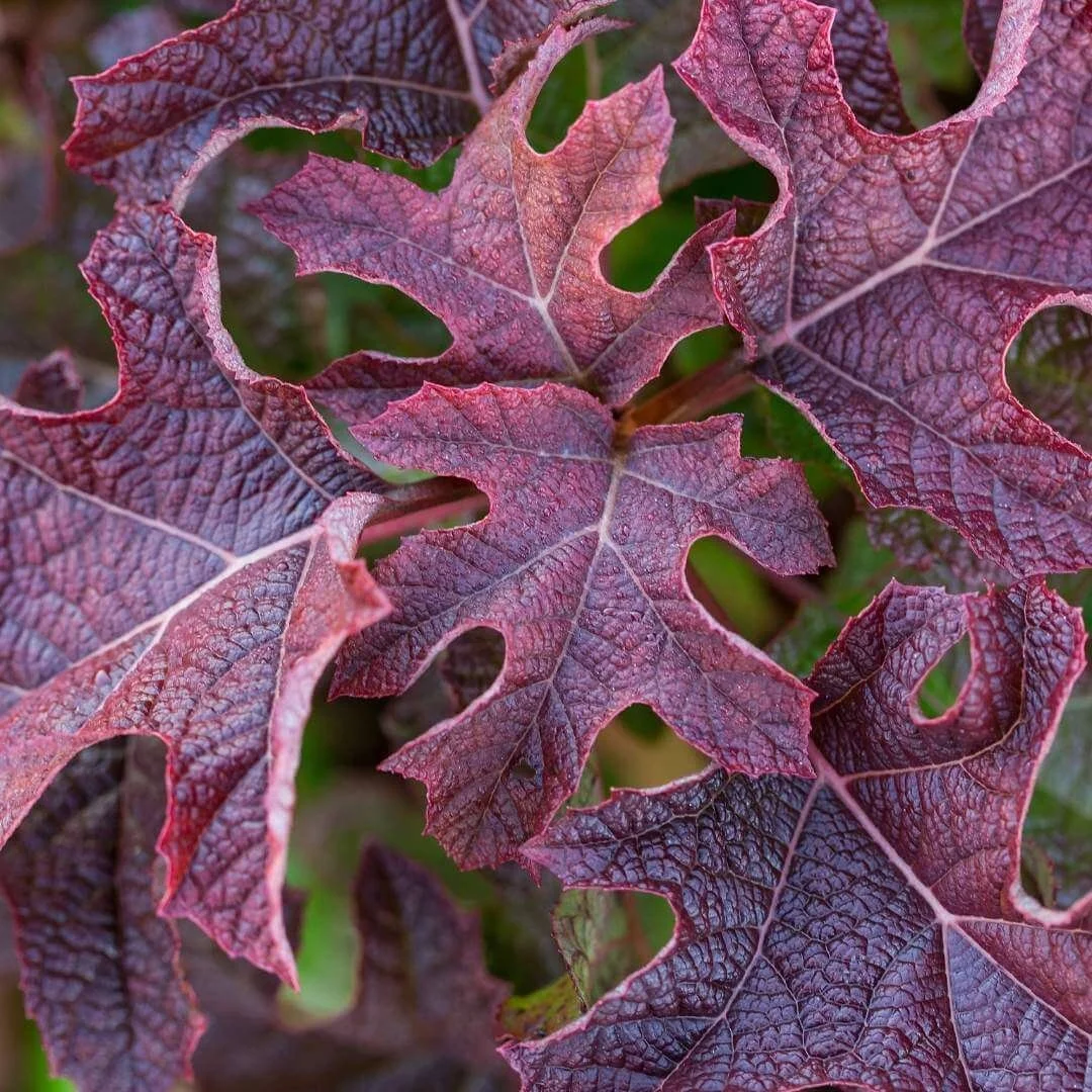 Closeup of Jet Stream oakleaf hydrangea leaves in burgundy and coral-red fall color