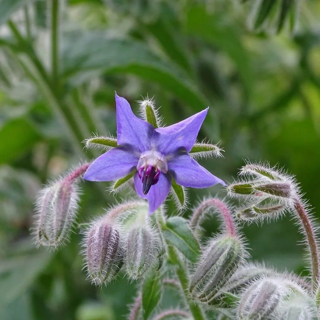 closeup of borage blue flowers and leaves