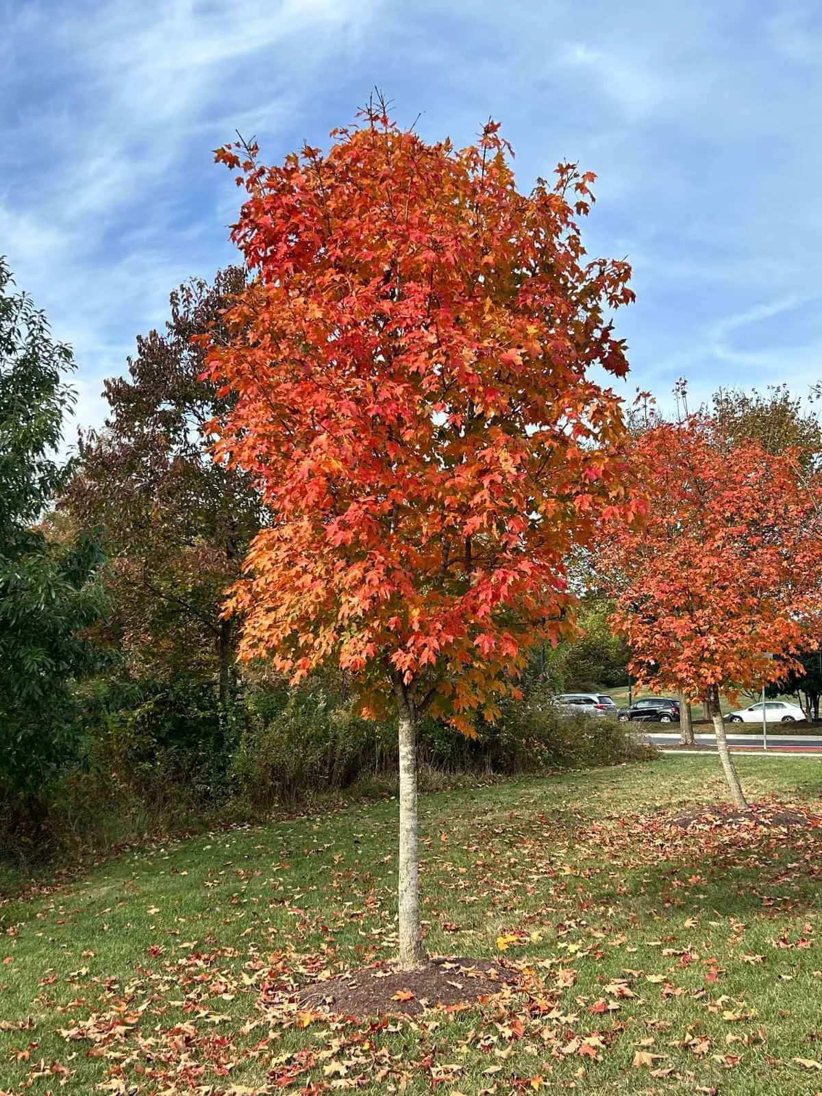 red maple tree planted in outdoor landscape in lawn near street and woods