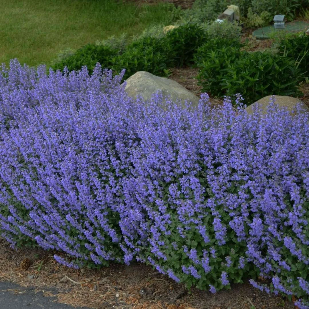 Purrsian Blue catmint (Nepeta faassenii) mass planted in a garden border with perennials and rocks