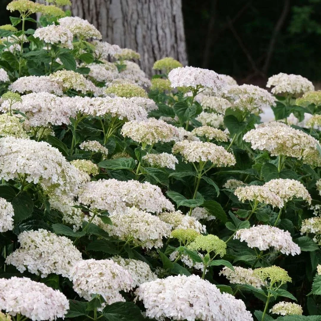invincibelle wee white smooth hydrangea growing under tree
