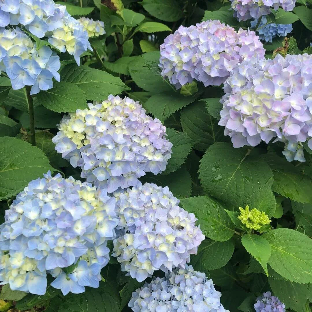 Blue mophead flowers on a Nikko Blue hydrangea