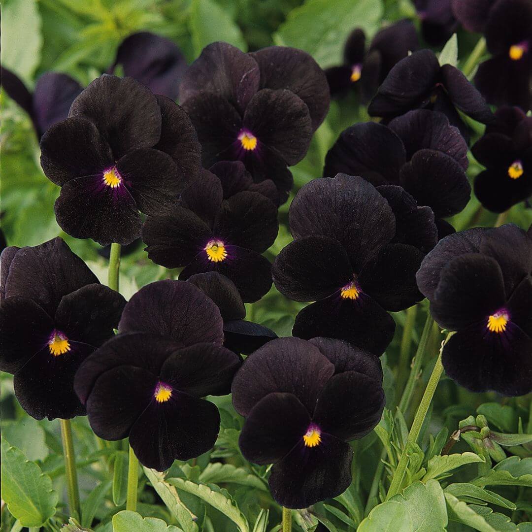 Deep velvety near-black viola flowers with small yellow centers growing in a garden