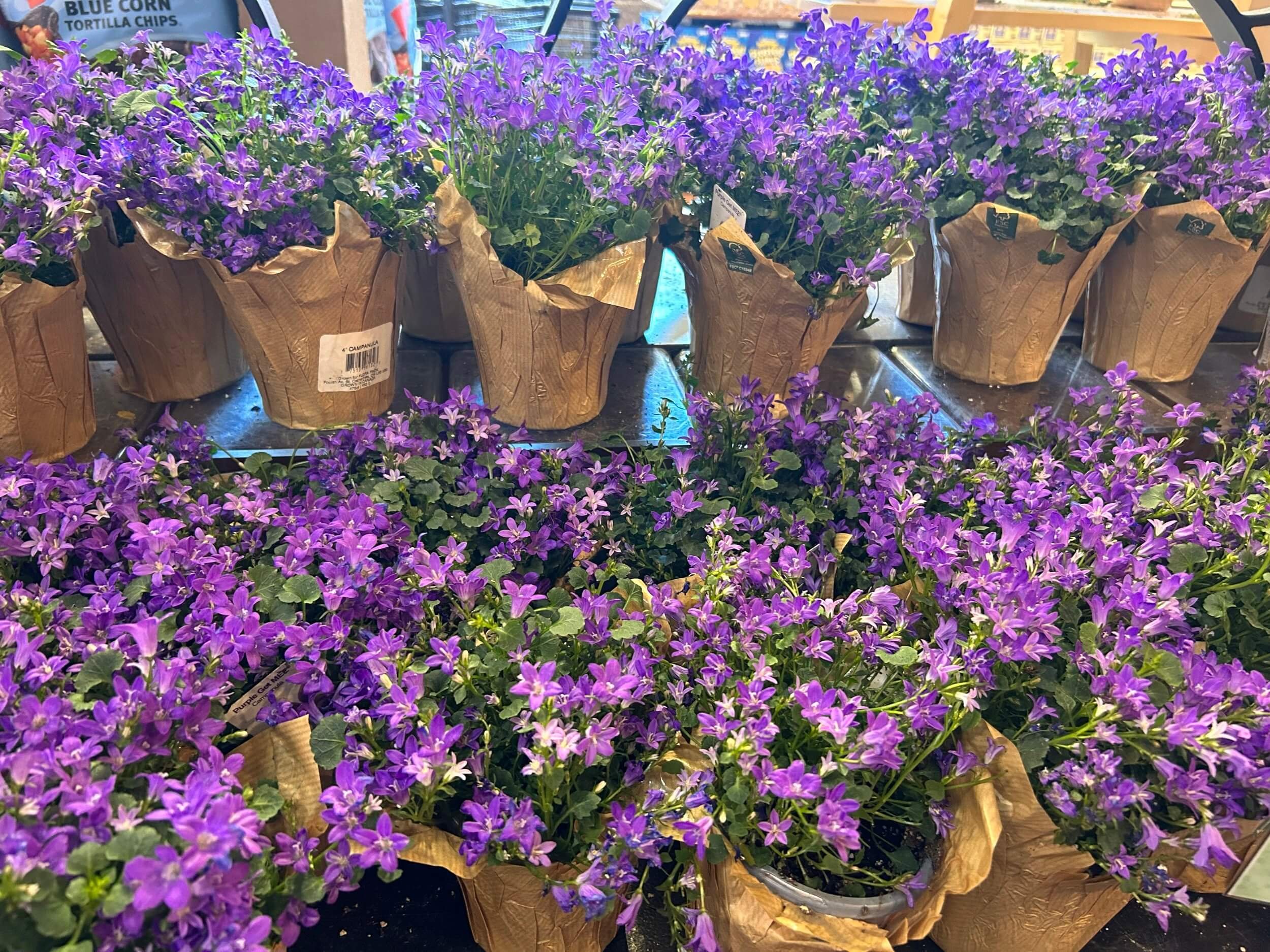 Spring is in the Air! Indoor Spring Container Garden — Plant and Bloom