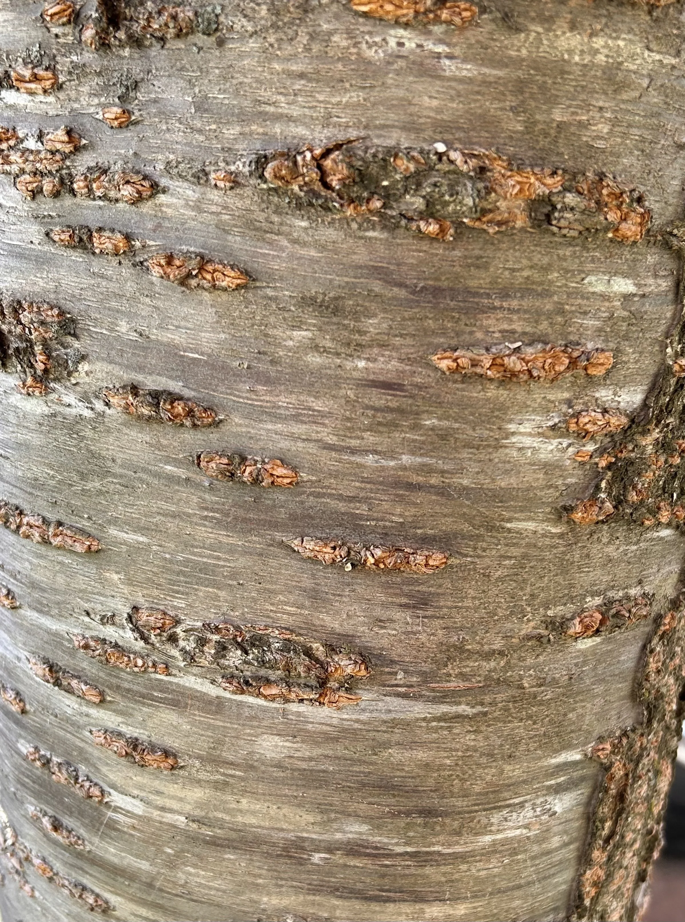 Kwanzan Cherry Tree (Prunus serrulata 'Kanzan') — Plant and Bloom