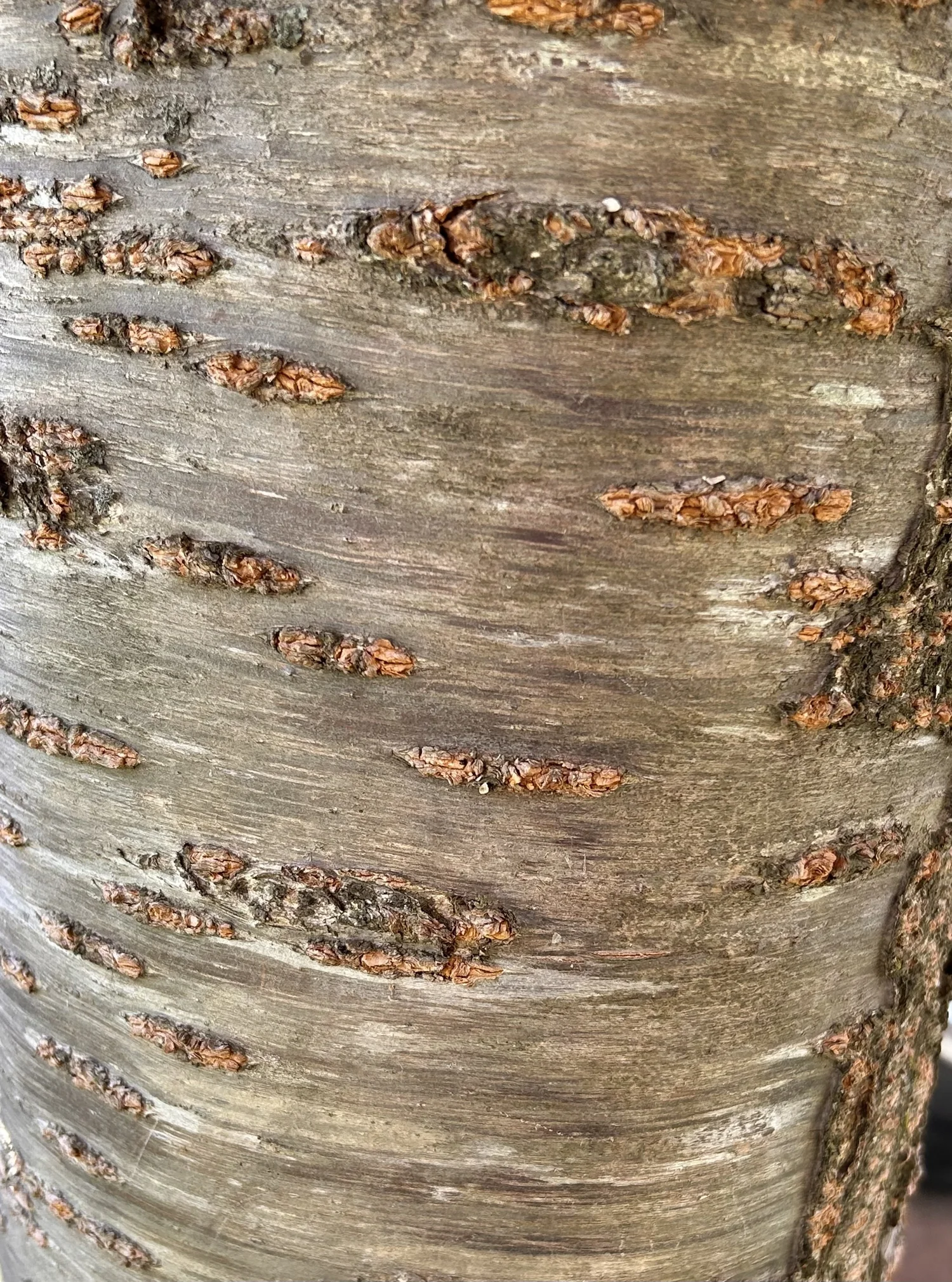 Kwanzan Cherry Tree (Prunus serrulata 'Kanzan') — Plant and Bloom