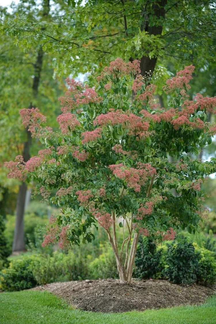 10 Small Trees for Front Yard Landscaping — Plant and Bloom Design Studio