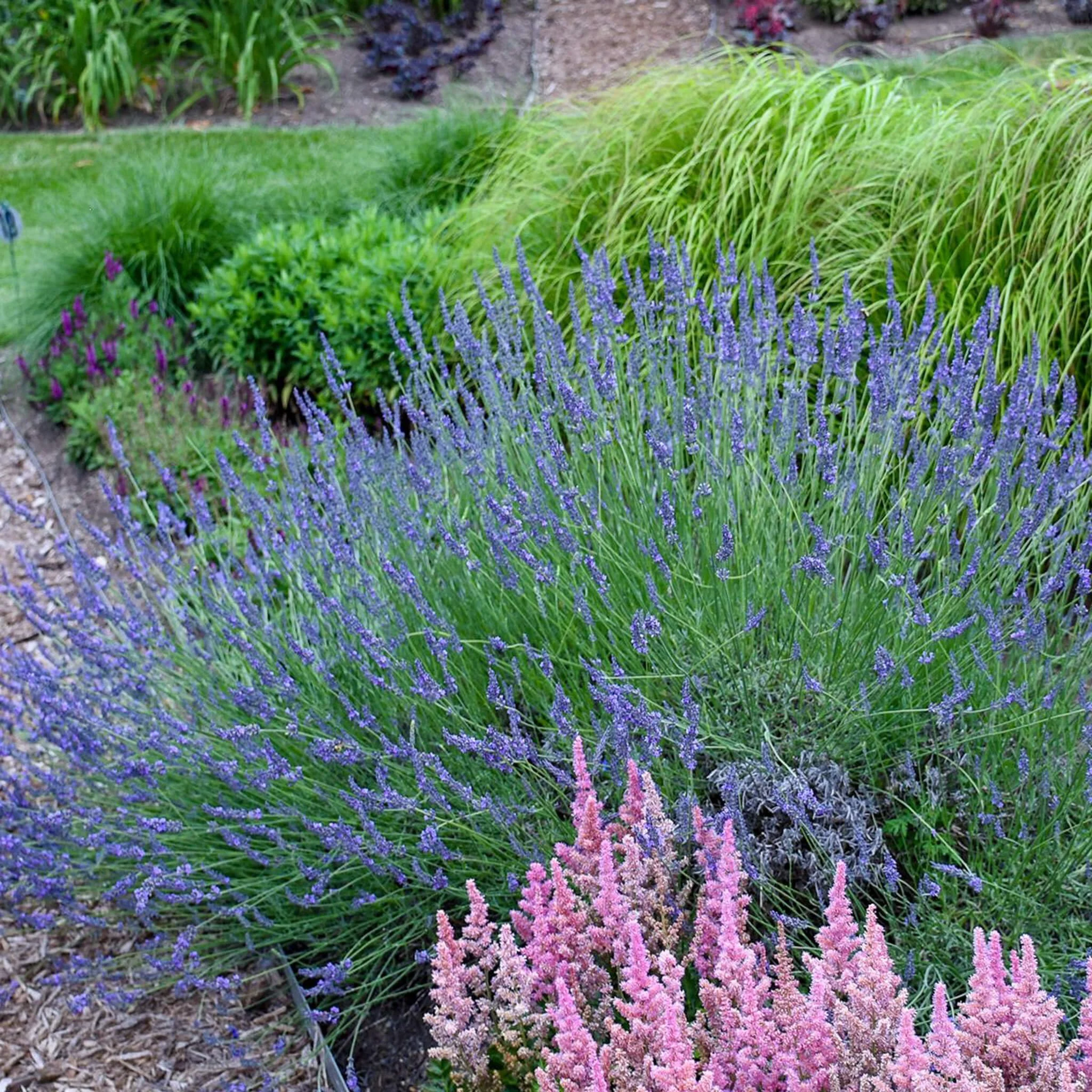 Which Lavender Plant is Best? — Plant and Bloom Design Studio
