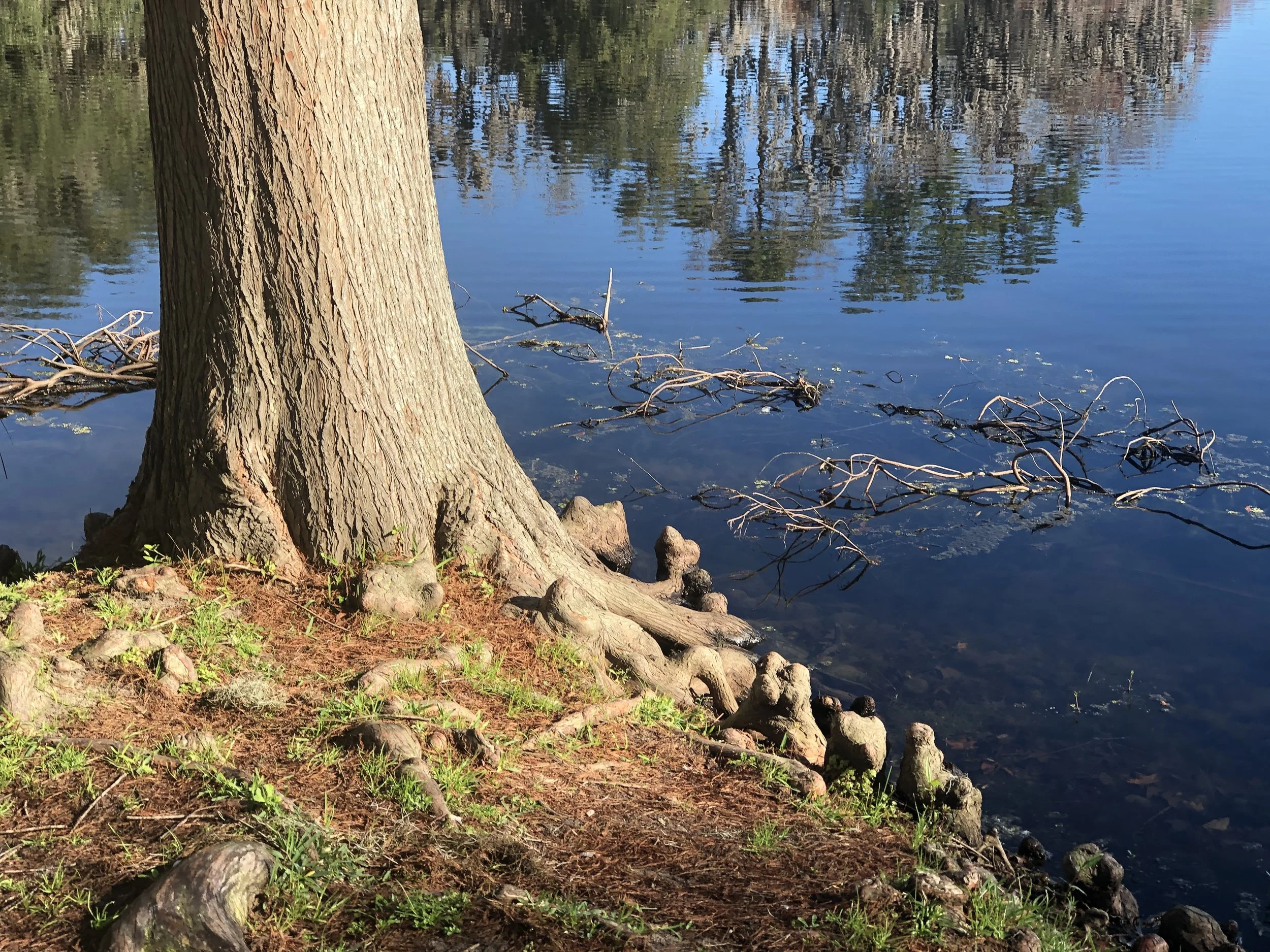 Knoby Tree Roots Bald Cypress (Taxodium distichum) — Plant and Bloom Design Studio