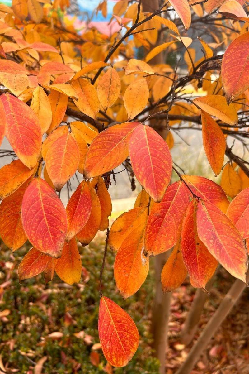 Closeup of crape myrtle leaves in fiery orange fall color