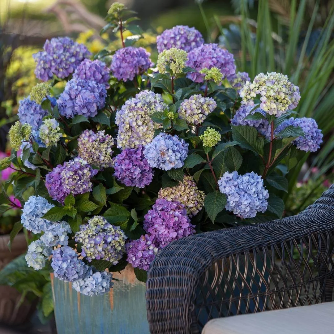 BloomStruck bigleaf hydrangea growing in a container with abundant purple flowers