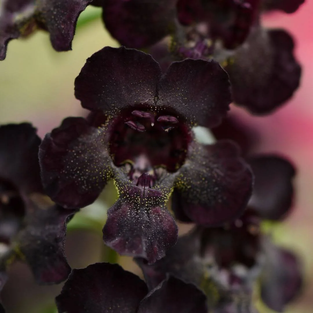 Deep near-black Angelflare angelonia flowers blooming closeup