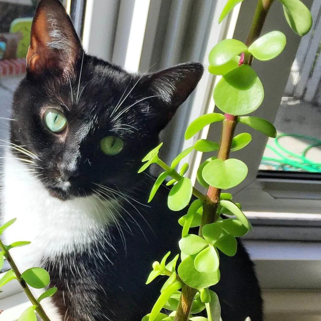 a tuxedo cat with vivid blue green eyes posing next to elephant bush houseplant on sunny windowsill