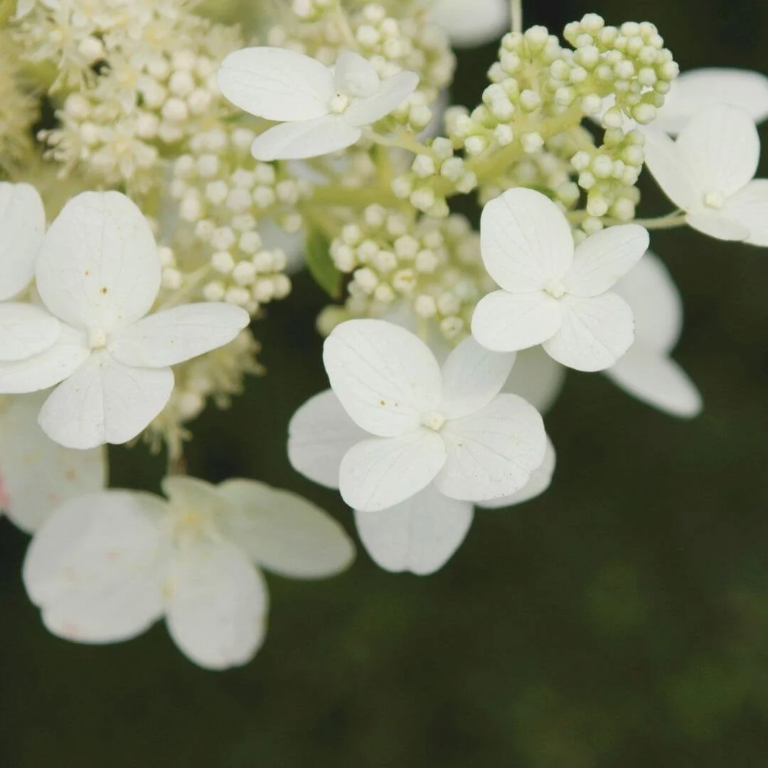 Closeup of Haas Halo smooth hydrangea with a white lacecap flower head showing sterile outer florets surrounding tiny fertile inner florets