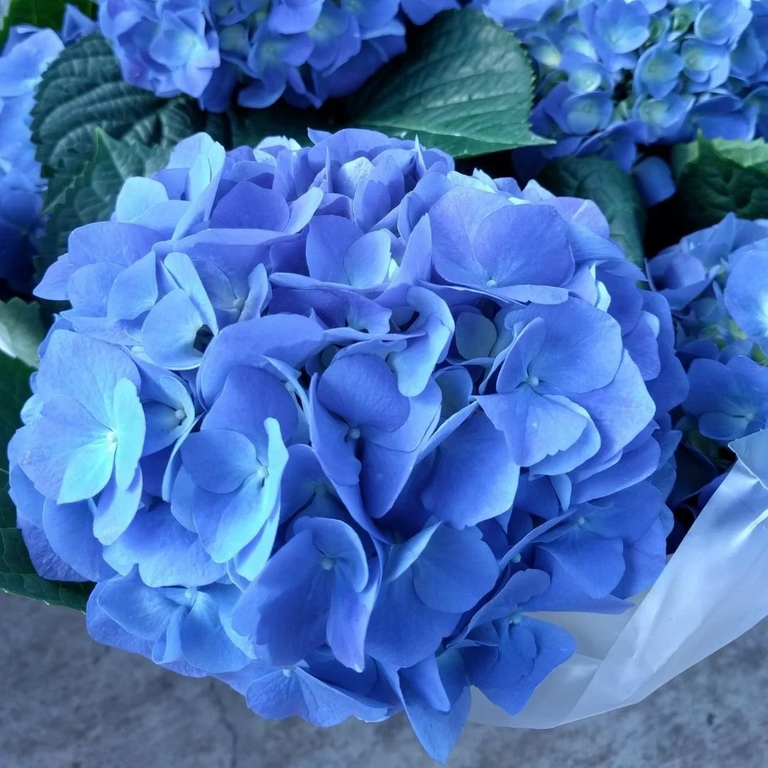 blue mathilda gutges flower