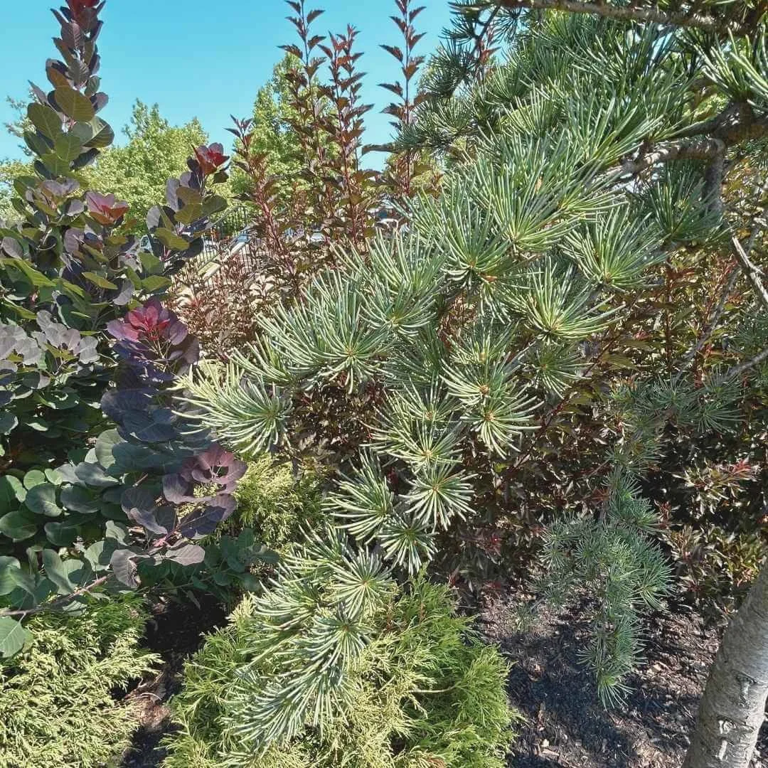 closeup of blue atlas cedar needles in garden with backdrop of blue sky, smoke bush, evergreens, mulch