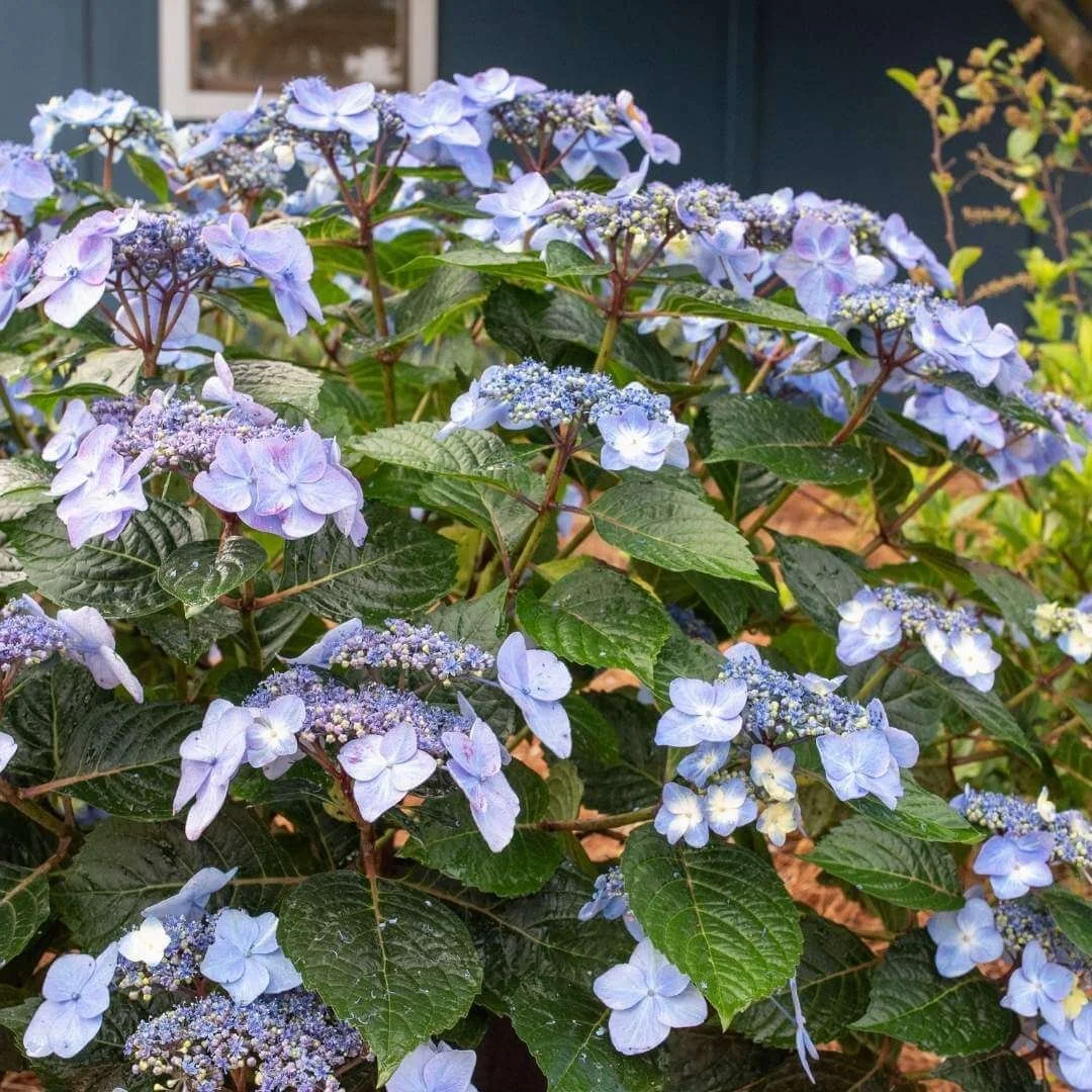 Blue lacecap flowers on a Pop Star bigleaf hydrangea