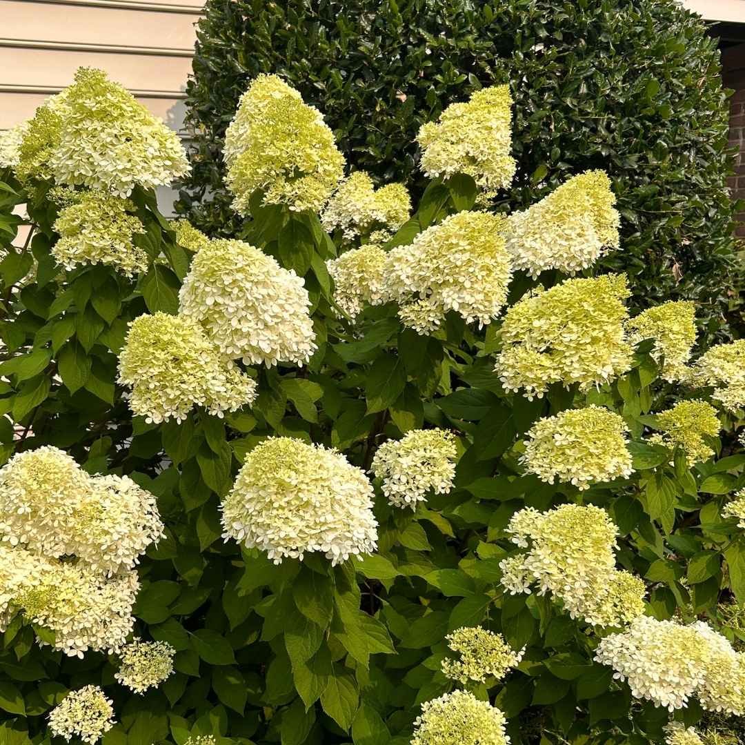 Which Hydrangea Should I Plant? Find Your Perfect Match! — Plant and ...