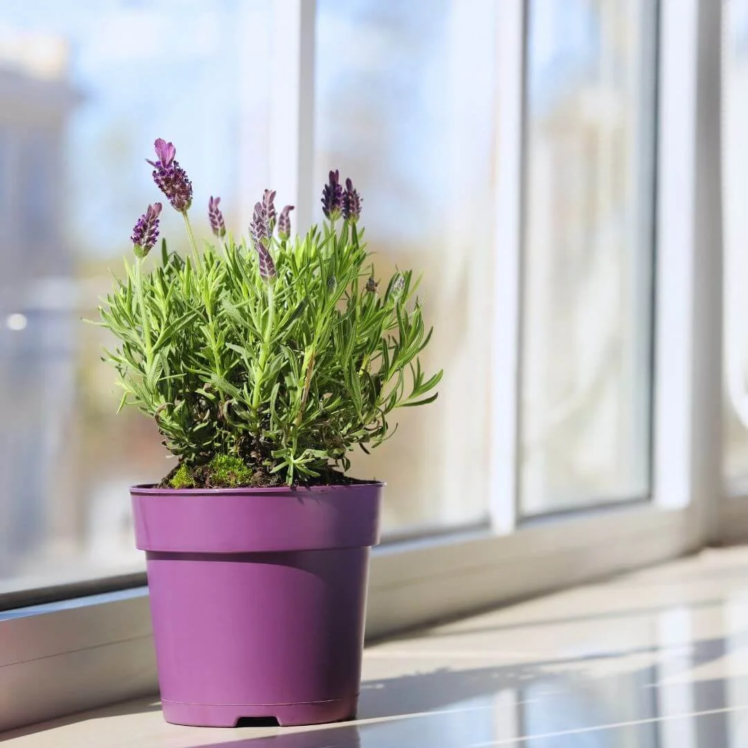 Lavender plant in a pot sitting in direct sunlight on a windowsill
