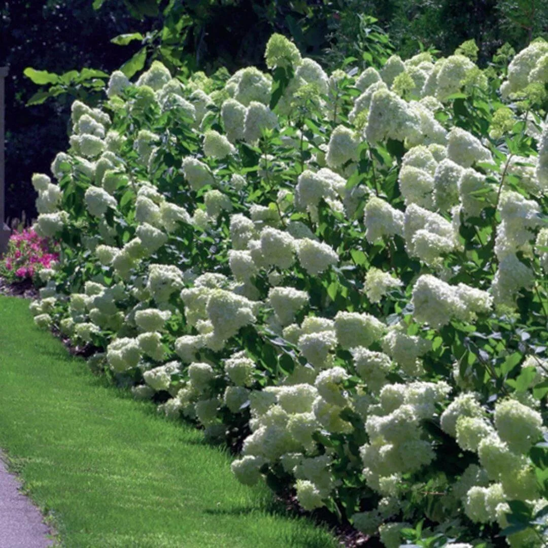 Mass planting of Limelight panicle hydrangeas forming a hedge along a lawn and pathway