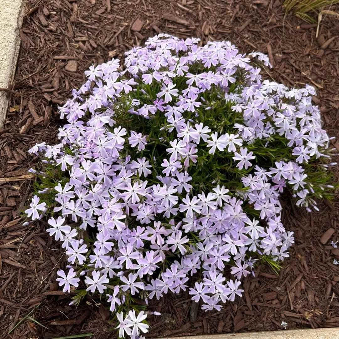 carpet phlox perennial plant with blue flowers growing in mulched garden bed next to sidewalk