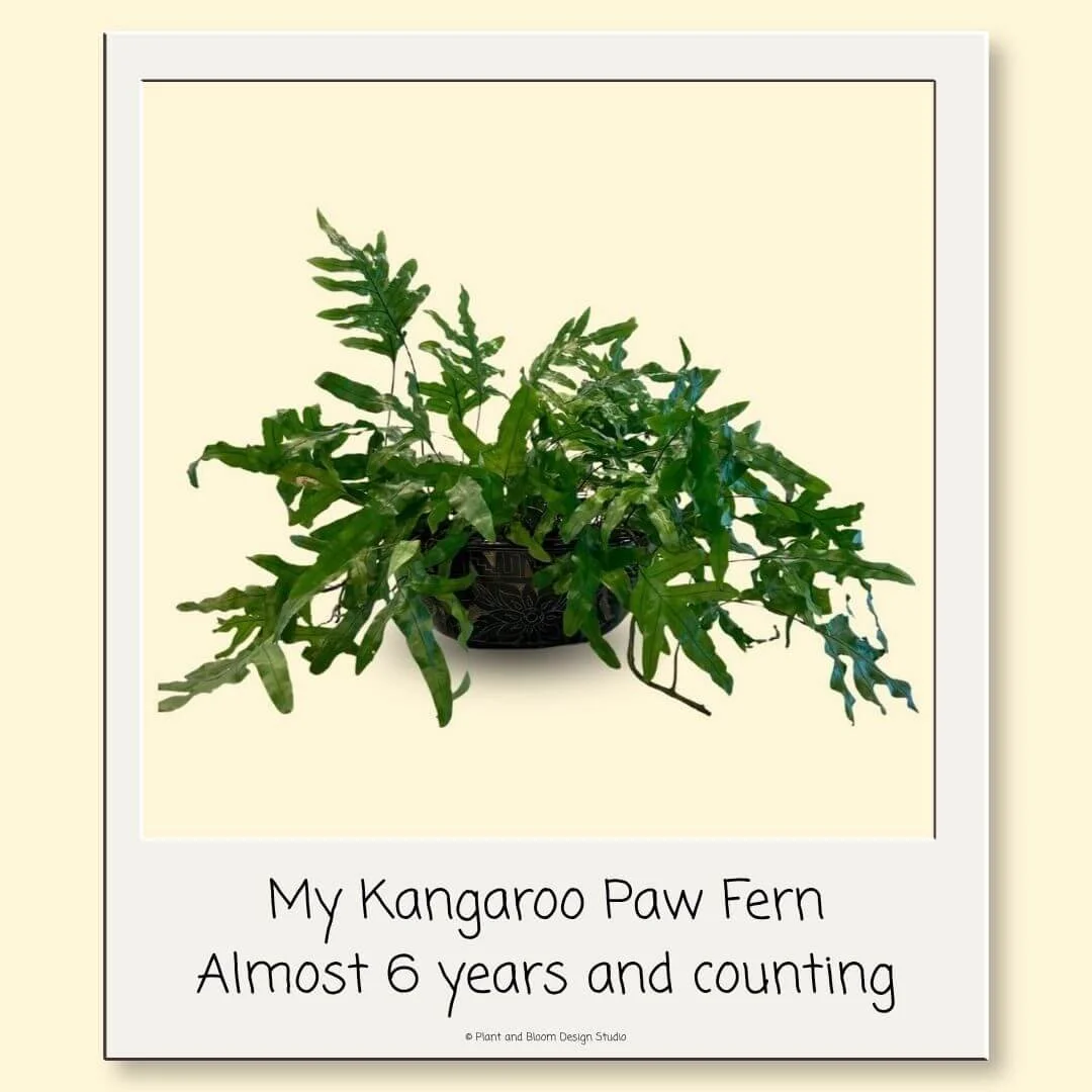 My nearly six-year-old kangaroo paw fern growing in a black bowl-shaped planter