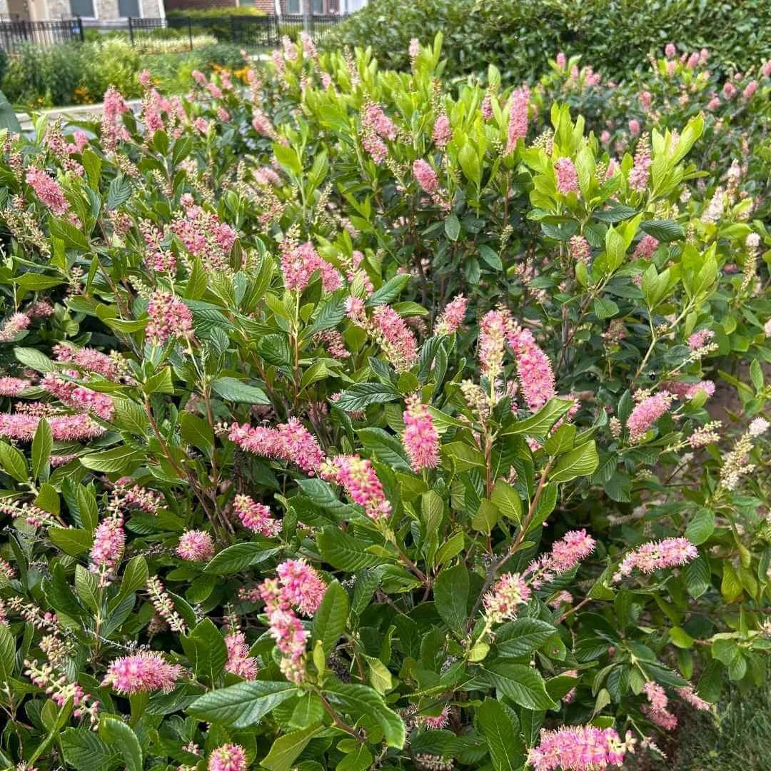 summersweet shade plant pink flowers green leaves houses black iron fence evergreens behind