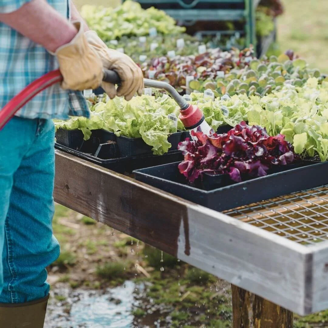 Person watering trays of vegetable seedlings in small pots at a garden center