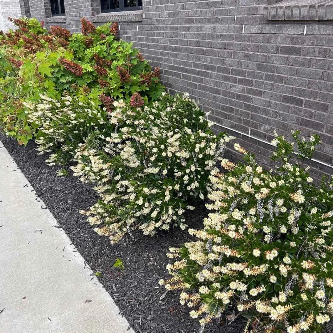 Border planting of Hummingbird summersweet with white flowers and oakleaf hydrangea along a sidewalk in front of a brick building