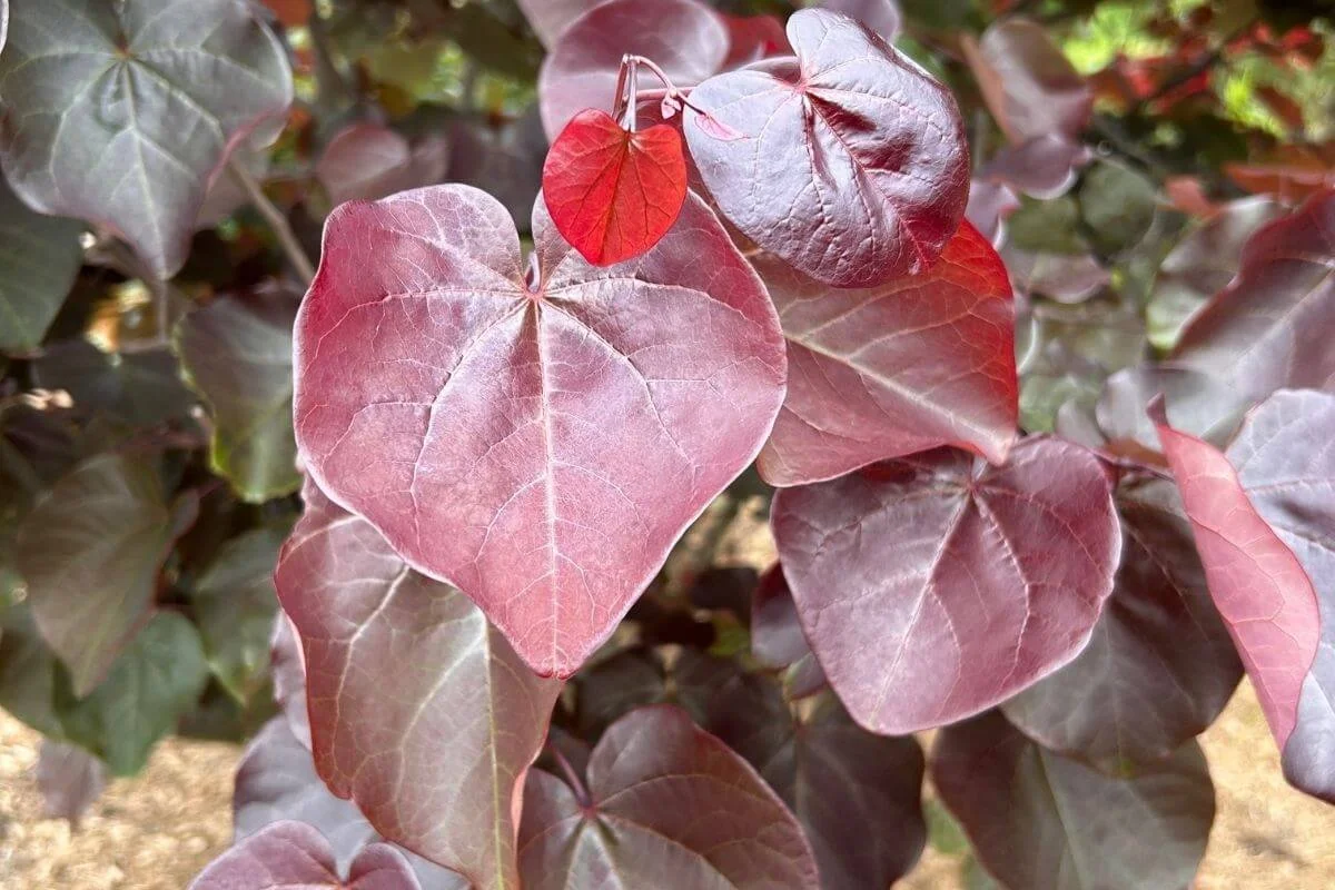 merlot redbud tree leaves closeup