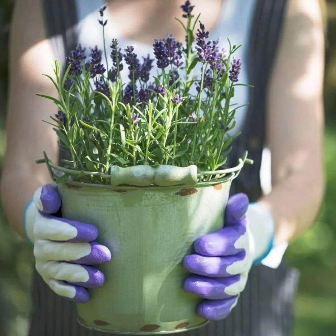 Woman wearing garden gloves holding a lavender plant in a metal bucket