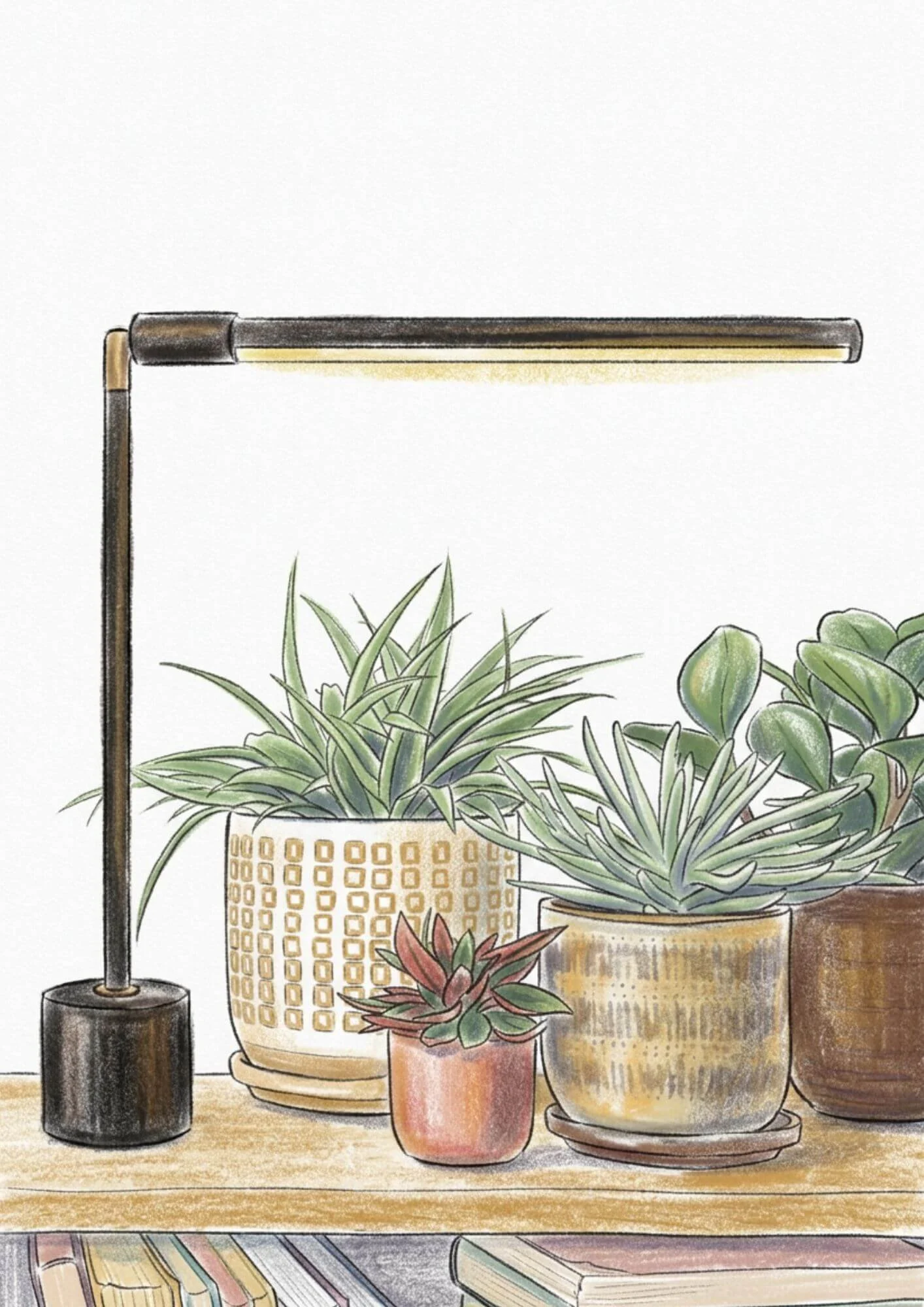 Illustration of houseplants on a bookshelf under a grow light