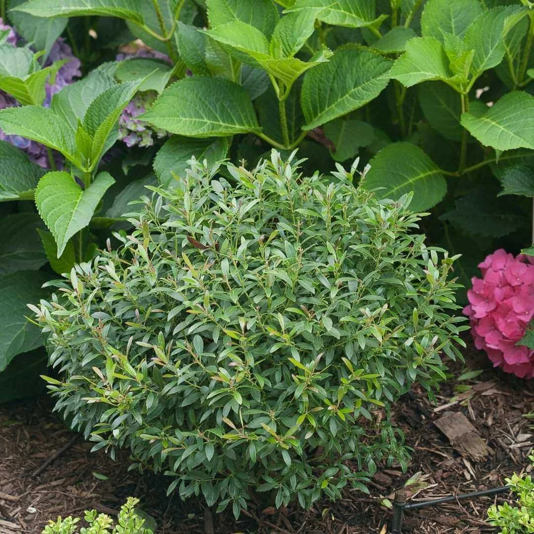 closeup of gem box inkberry holly ilex glabra growing in mulched garden bed in front of hydrangeas