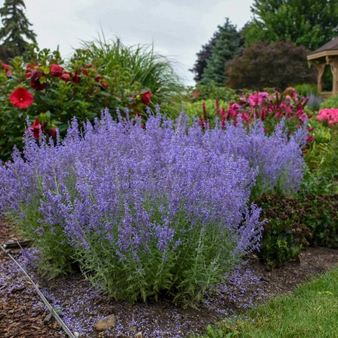 russian sage growing in perennial bed next to hibiscus with gazebo, evergreens, grasses, trees in background