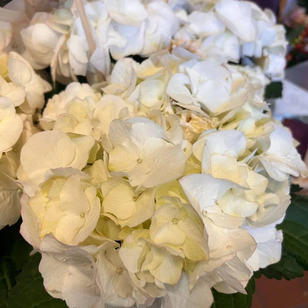closeup of kanmara splendour in champagne hydrangea flower