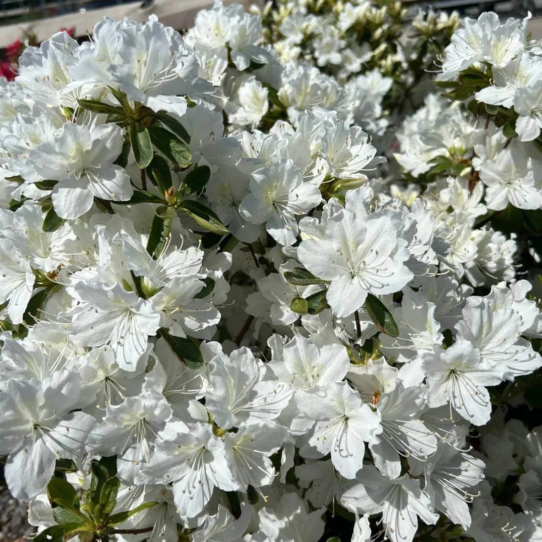 Closeup of Delaware Valley White azalea in bloom with masses of white flowers