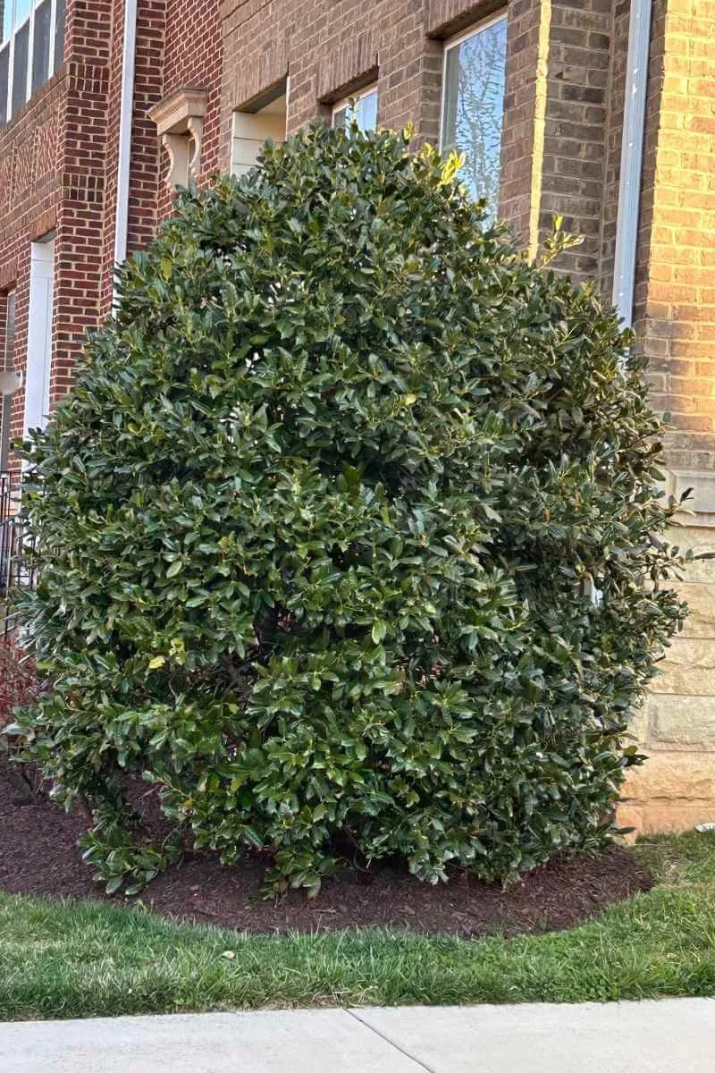 Nellie Stevens holly planted at the front corner of a house as a foundation planting