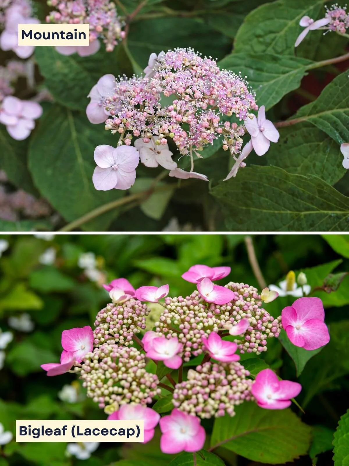 Side-by-side comparison of mountain hydrangea and bigleaf hydrangea lacecap flowers, showing leaf and bloom differences between these hydrangea types