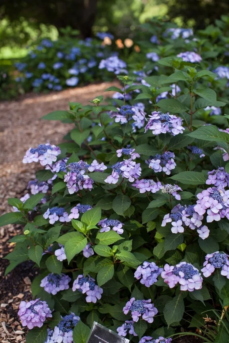 10 Fall Bushes That Turn Red — Plant and Bloom Design Studio