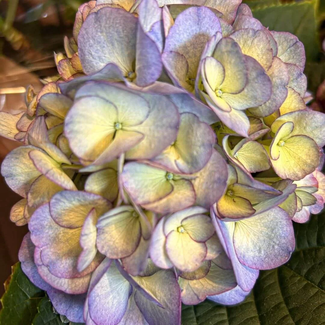 Kanmara Splendour In Lilac Hydrangea