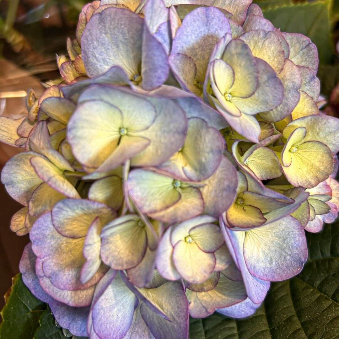 closeup of kanmara splendour in lilac hydrangea flower