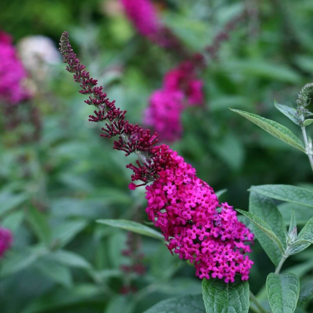 Closeup of deep rose pink Miss Molly butterfly bush blooms