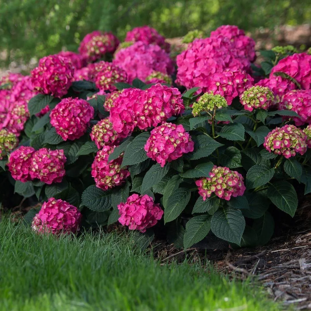 Endless Summer Summer Crush bigleaf hydrangea covered in bright pink flowers in a mulched garden bed next to a lawn