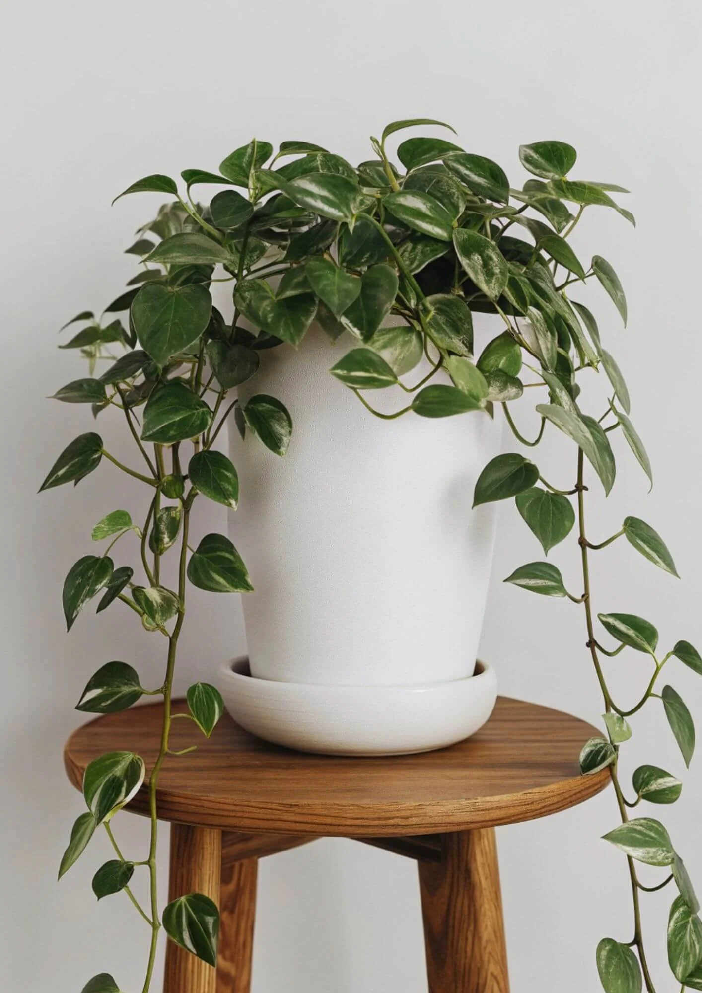 Pothos houseplant in a white pot elevated on a wooden stool