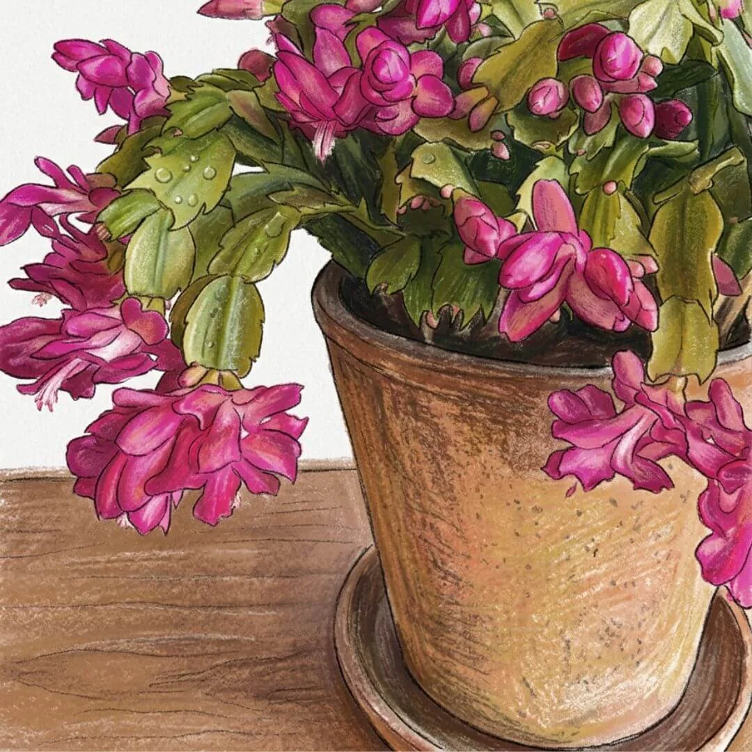 Flowering holiday cactus in a terracotta pot with a drainage saucer