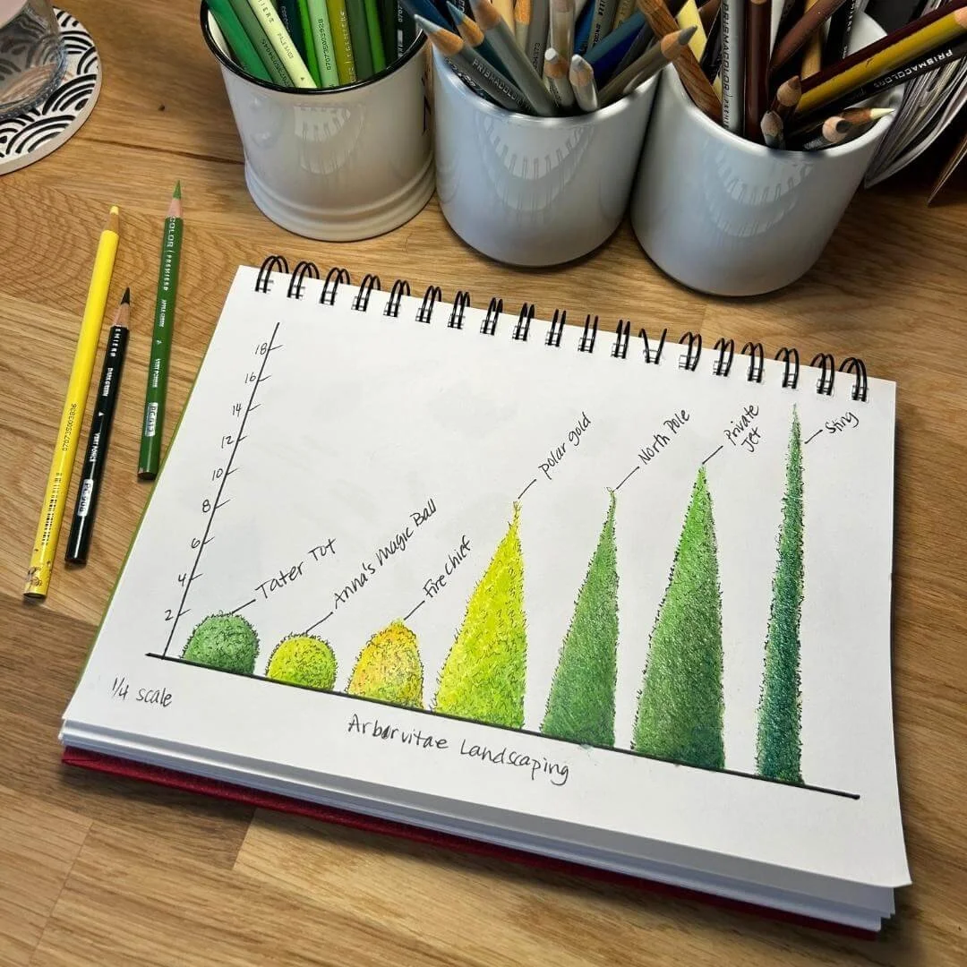 Notebook open to a hand-drawn sketch showing different arborvitae sizes and shapes for landscape planning