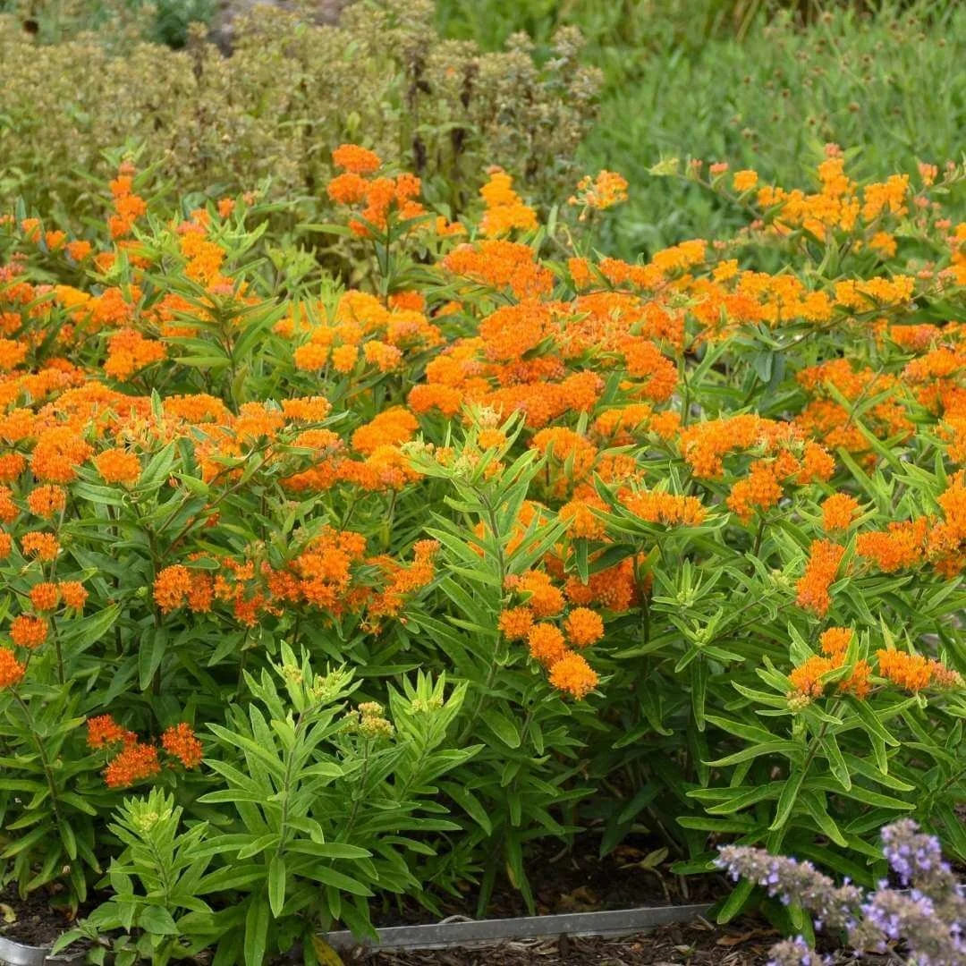 butterfly weed orange flowers growing in garden bed