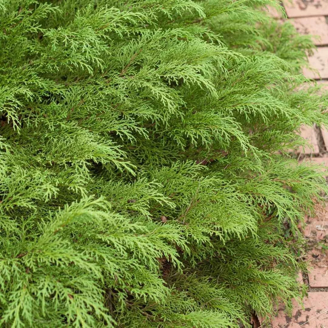 Siberian Carpet Cypress growing next to a brick path, a deer resistant evergreen ground cover for shade