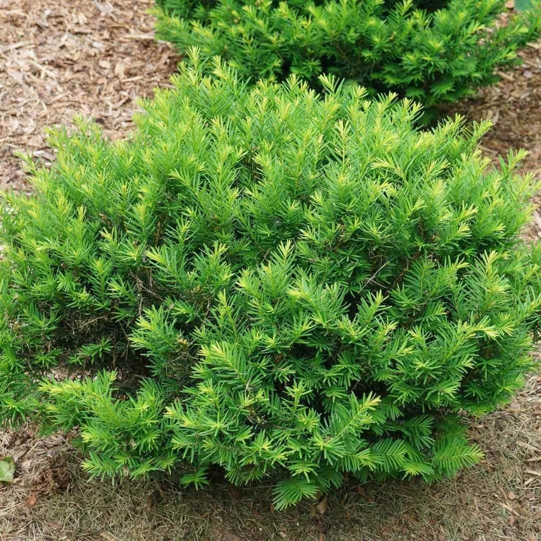 2 yew shade plants in mulched garden bed